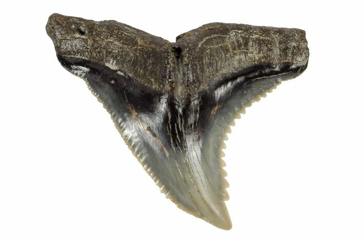 Serrated, Fossil Shark (Hemipristis) Tooth #170447